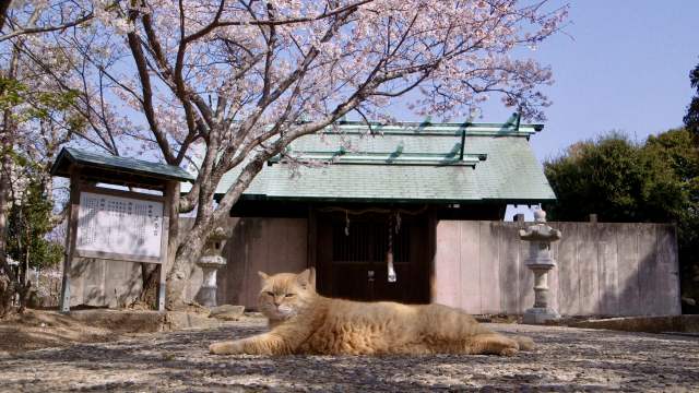 五香宮の猫 (C) 2024 Laboratory X, Inc